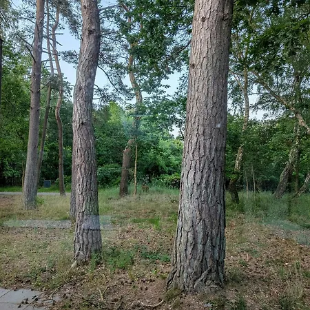 Modern Oasis In The Middle Of The Forest In